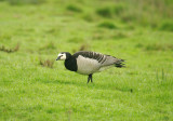 BARNACLE GOOSE . POWDERHAM MARSH . DEVON . ENGLAND . 5 . 4 . 2014