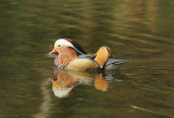 Mandarin Duck . Aix galericulata