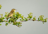 SEDGE WARBLER . THE EXMINSTER MARSHES . DEVON . 24 . 4 . 2014