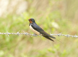 Barn Swallow . Hirundo rustica