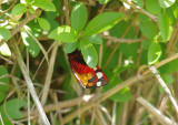 SCARLET TIGER MOTH ( Callimorphia dominula ) . BRANSCOMBE BEACH . DEVON . 18 . 5 . 2014