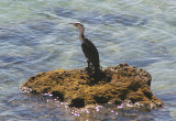 Great Cormorant . Phalacrocorax carbo maroccanus