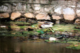 Javen Pond-Heron . Ardeola speciosa