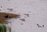 BONAPARTE`S GULL . BOWLING GREEN MARSH . TOPSHAM . DEVON . 8 . 6 . 2014