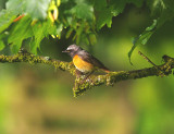 REDSTART . CHALLACOMBE FARM . DARTMOOR . DEVON . 11 . 6 . 2014