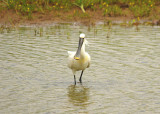 EURASIAN SPOONBILL . BOWLING GREEN MARSH . TOPSHAM . DEVON . 16 . 6 . 2014