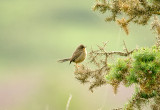 DARTFORD WARBLER ( Juvenile ) . AYLESBEARE COMMON . DEVON . ENGLAND . 6 . 7 . 2014