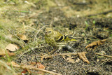 EURASIAN SISKIN ( Female ) . HALDON FOREST . DEVON . 14 . 7 . 2014