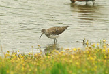 GREEN SANDPIPER . BOWLING GREEN MARSH . TOPSHAM . DEVON . 16 . 7 . 2014