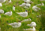 MEDITERRANEAN GULL ( Adult ) . BOWLING GREEN MARSH . TOPSHAM . DEVON . 16 . 7 . 2014.JPG
