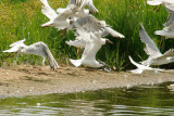 SANDWICH TERN . BOWLING GREEN MARSH . TOPSHAM . DEVON . 17 . 7 . 2014