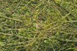 COMMON REDSTART ( Female ) . BOWLING GREEN MARSH . TOPSHAM . DEVON . 2 / 9 / 2014