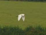LITTLE EGRET . THE CLYST ESTUARY . TOPSHAM . DEVON . 5 . 9 . 2014