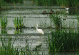 GREAT WHITE EGRET . HAM WALL . SOMERSET . ENGLAND . 12 . 9 . 2014