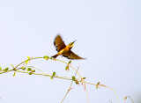 LITTLE BEE-EATER , BRUFORT FOREST , GAMBIA , 10 , 11 , 2014