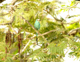 ABYSSINIAN ROLLER , THE KULORA AREA , GAMBIA , 9 , 11 , 2014