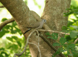 Black-Billed Wood Dove-Turtur abyssinicus 