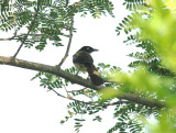 Blackcap Babbler-Turdoides reinwardtii