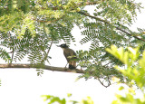 BLACKCAP BABBLER . BRUFORT FOREST . GAMBIA . 10 . 11 . 2014