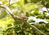 Blue-Spotted Wood Dove-Turtur afer