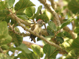 Cardinal Woodpecker-Dendropicos fuscescens