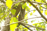 Greyish Eagle Owl - Bubo Africanus cinerascens