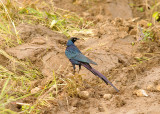 Long-Tailed Glossy Starling - Lamprotornis caudatus 