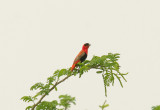 NORTHERN RED BISHOP . THE FARASUTO FOREST . GAMBIA . 9 . 11 . 2014