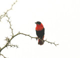 NORTHERN RED BISHOP . THE FARASUTO FOREST AREA . GAMBIA . 9 . 11 . 2014