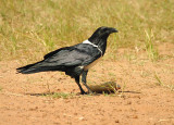 Pied Crow . Corvus albus