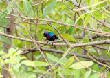 Splendid Sunbird - Cinnyris coccinigastrus