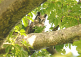 Verreaux`s Eagle Owl - Bubo lacteus