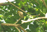 VILLAGE WEAVER . BRUFORT FOREST . GAMBIA . 10 . 11 . 2014