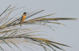 VILLAGE WEAVER . THE CYCLE TRACK . KOLOLI . GAMBIA . 8 . 11 . 2014