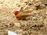 Red-Billed Firefinch - Lagonosticta senegala