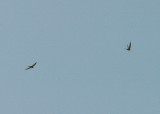 AFRICAN PALM SWIFT . THE SEWAGE WORKS . KOLOLI . GAMBIA . 13 . 11 . 2014