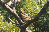 Brown Snake Eagle - Circaetus cinereus