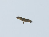 WAHLBERG`S EAGLE . Nr THE TENDABA CAMP . GAMBIA . 12 . 11 . 2014