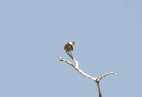 Mosque Swallow - Cecropis senegalensis