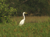 Intermediate Egret . Mesophoyx intermedia