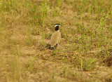 Black-Headed Lapwing - Vanellus tectus
