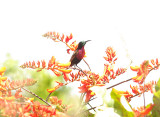 Scarlet-Chested Sunbird - Chalcomitra senegalensis