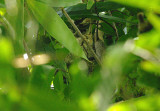 African Scops Owl - Otus senegalensis