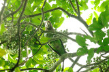 Brown-Necked Parrot - Poicephalus robustus