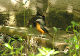 Snowy-Crowned Robin Chat - Cossypha niveicapilla