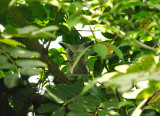 White-Faced Scops Owl - Otus leucotis