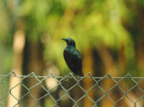 GREATER BLUE-EARED STARLING . THE HOTEL PALMA RIMA . KOLOLI . GAMBIA . 16 . 11 . 2014