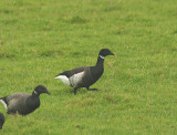 BLACK BRANT , DARTS FARM , TOPSHAM , DEVON , ENGLAND . 15 , 12 , 2014