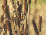 PENDULINE TIT . DARTS FARM . TOPSHAM . DEVON . 11 . 1 . 2015