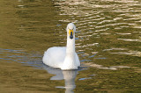 WHOOPER SWAN . HELSTON BOATING LAKE . CORNWALL . ENGLAND . 22 . 1 . 2015